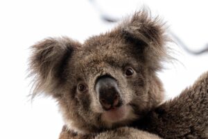 koala